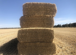 Barley Straw - Shedded 