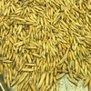 Graded Hay Oats for sale