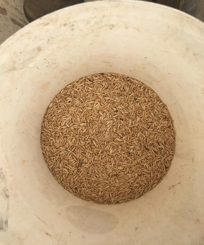 26-27mt Matika Feed Oats 