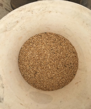 26-27mt Matika Feed Oats