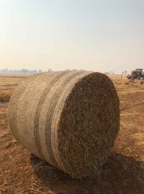 Pea Straw Round Bales(430kg) new season 100 available