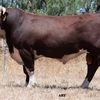 Glendan Park Hereford Bull Sale 26th Feb 2021