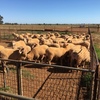 First Cross Ewes x 70