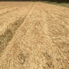 Oaten Hay Rolls  Price is per ton