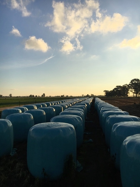 Wheaten Silage Bales