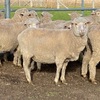 Merino Ewes Scanned In Lamb 