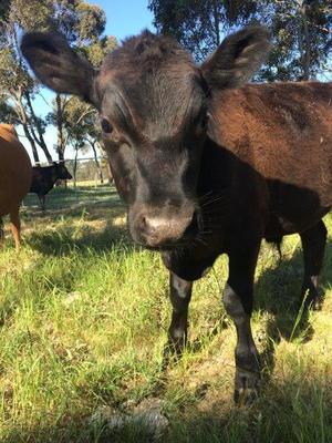 Very Friendly Pet Calf