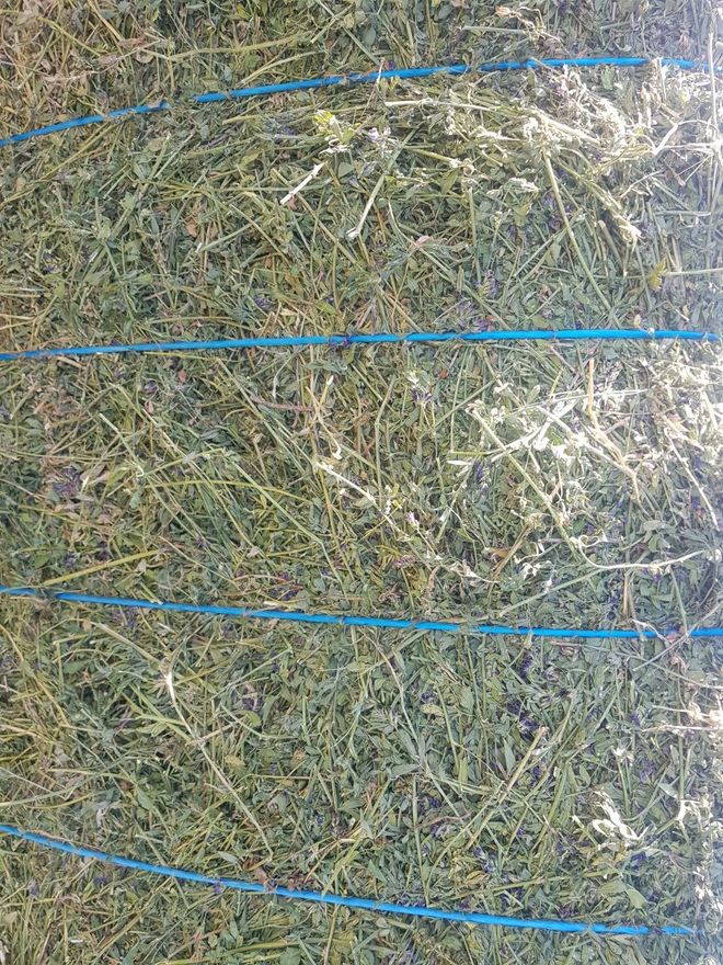 Lucerne Hay Second Cut & Third cut