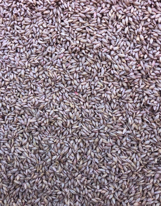 5mt Spartacus Barley Seed