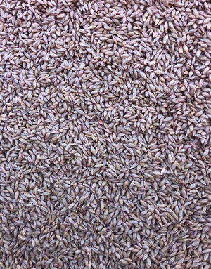 5mt Spartacus Barley Seed