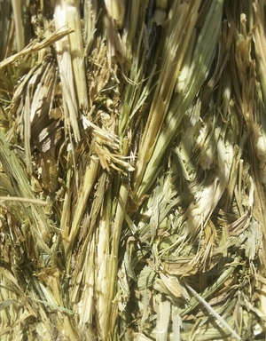 Wheaten Hay 8x4x3 - 850 x 625 KG Approx Bales
