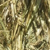 Wheaten Hay 8x4x3 - 850 x 625 KG Approx Bales