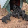 4 Purebred Labrador Pups