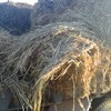 Wheaten Hay 8x4x3 Bales