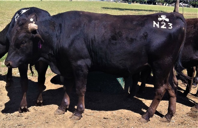 Wagyu Full Blood (Stud) Bulls for sale