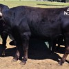 Wagyu Full Blood (Stud) Bulls for sale