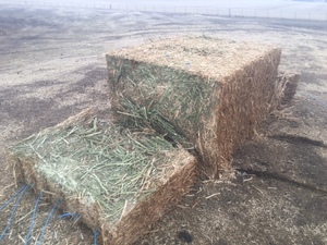 1 B Double load Canola Hay 640kg 8x4x3 Bales
