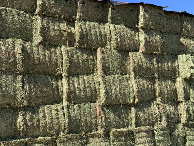 45mt Lucerne Hay 640kg 8x4x3 Bales (3rd cut)