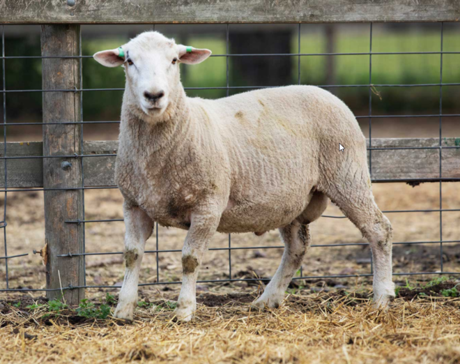 Under Auction - Lot 23 Highlander Ram 190433 (DLE Ram Auction A100 - 10th Sept via Auctionsplus) 