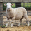 Under Auction - Lot 23 Highlander Ram 190433 (DLE Ram Auction A100 - 10th Sept via Auctionsplus) 