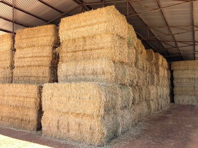 Irrigated Oaten Hay 8x4x3 - Canowindra NSW