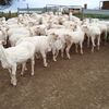 78 Fine wool Merino Ewes 2 years old