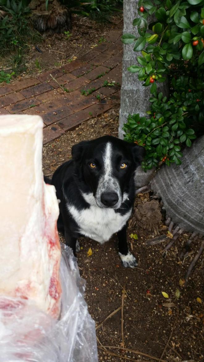 Cattle/Border Collie X (Free to good home)