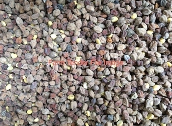 Lentil & Legume Screenings