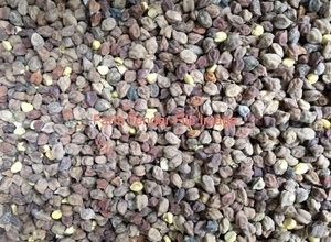 Lentil & Legume Screenings