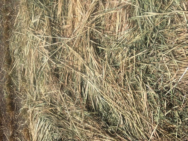 Oaten hay