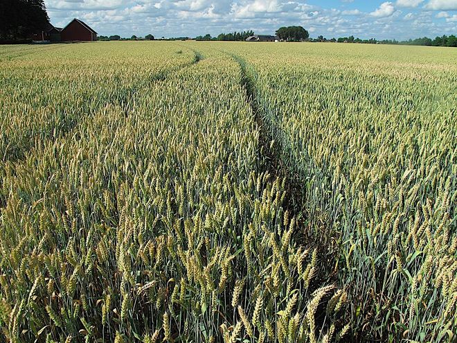 Wanted Sowing Contractor