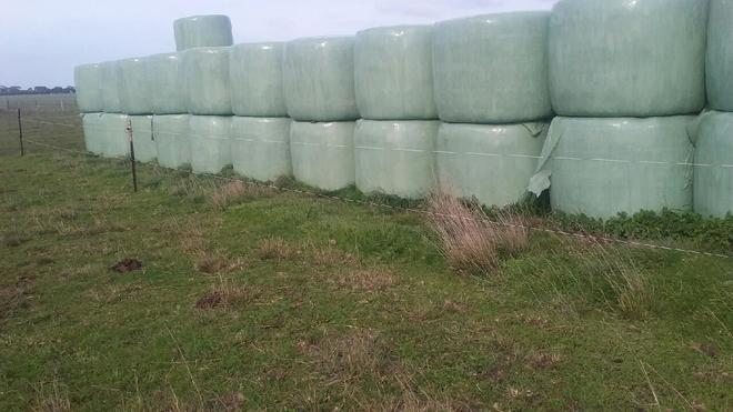 SILAGE HAY BALES 1100kg AVE EACH