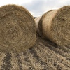 Barley straw 5x4 rounds