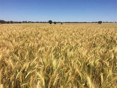Trojan Wheat