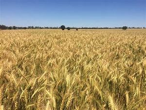 Trojan Wheat