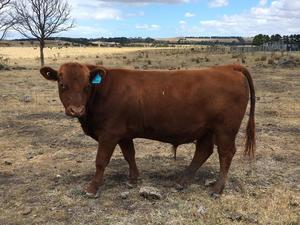 Red Angus Bulls.