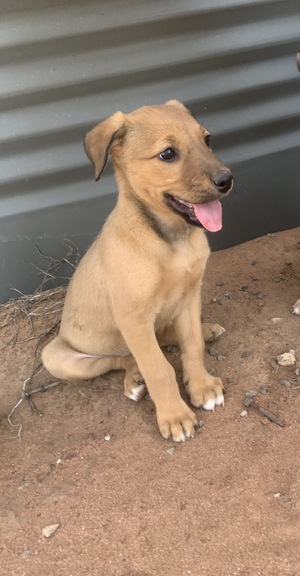 Kelpie x Staghound Puppies 6 weeks old