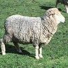 MERINO EWES in LAMB X 23 MERINO FINE WOOL SHEEP