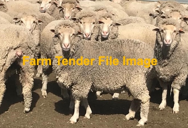 WANTED 200-300 Ewes maiden through to 5 yr old