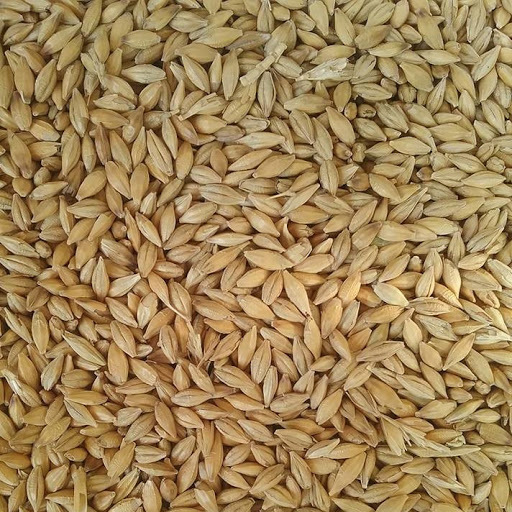 F1 Barley
