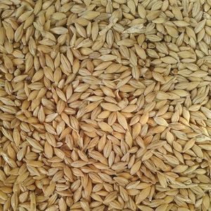 F1 Barley