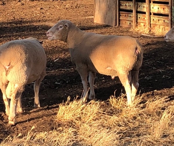 3 x Pole Dorset Rams For Sale - sold as one lot