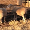 3 x Pole Dorset Rams For Sale - sold as one lot