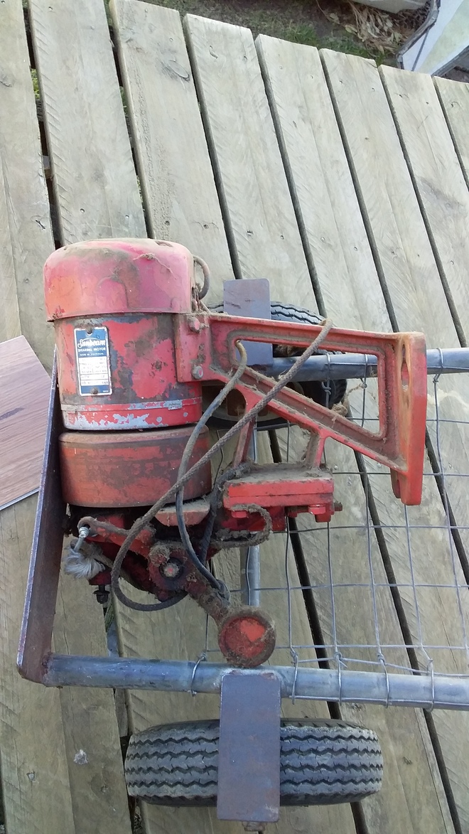 3 x Sunbeam Shearing Plants