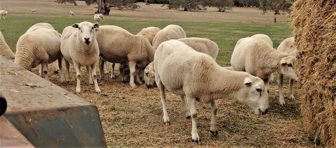  Wiltipoll Ewes  Stud Quality  Pure Bred