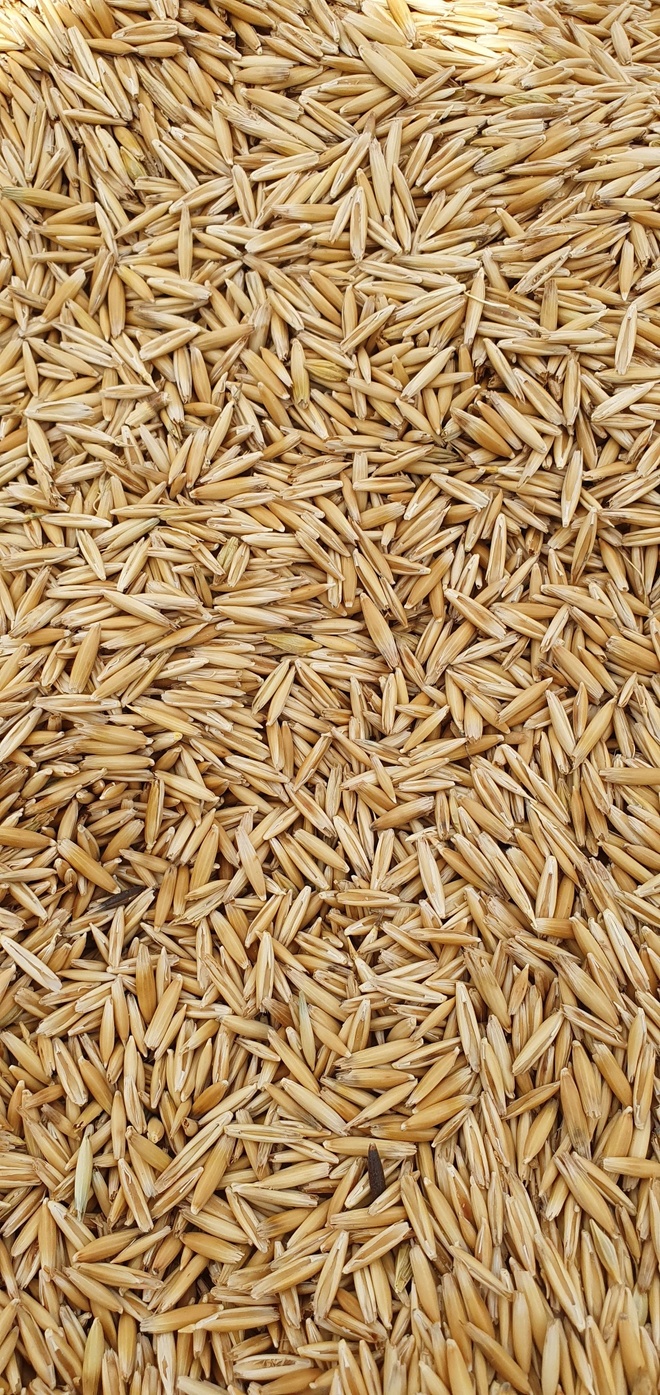 Cleaned bunderlong oats