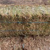 CONDITIONED OATEN HAY