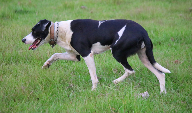 Kelpie collie boxer cross bitch