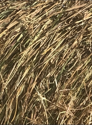 Rhodes Grass/Green Panic Mix Rolls