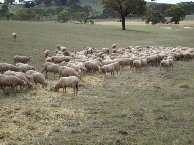 180 Merino Ewes SIL 140% to Melrose Merino Rams